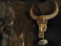 buffel-schedel-in-metalic-bronze_0