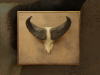 kafferbuffel-schedel-op-paneel