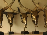 schedels-van-watusi-runderen-op-sokkel-in-metalic-brons