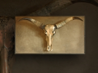 wandpaneel-met-buffel-schedel-longhorn